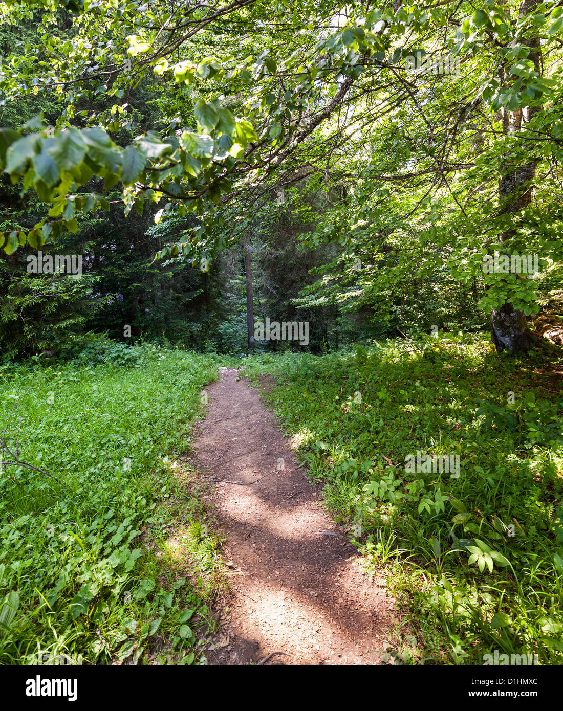 Sentiero (sentiero) in un bosco di faggi e pini Foto Stock