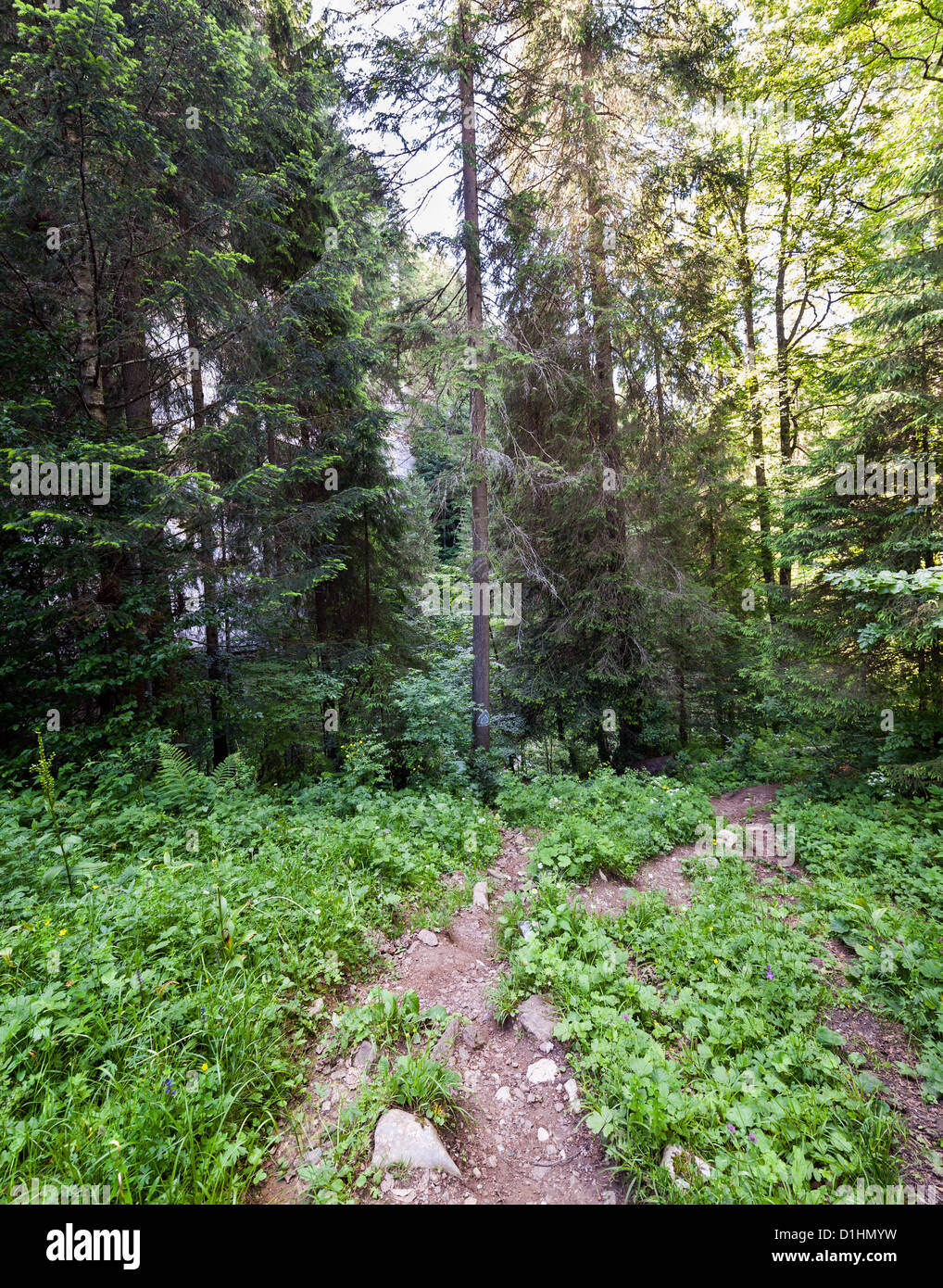 Sentiero (sentiero) in un bosco di faggi e pini Foto Stock