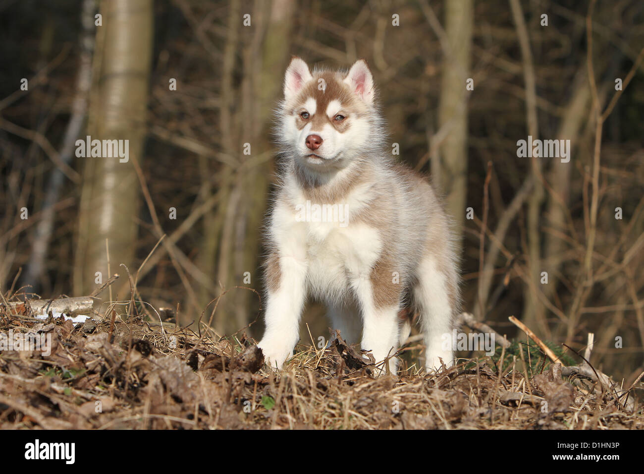 Cane Siberian Husky bianco e marrone di cucciolo in piedi nel bosco Foto Stock