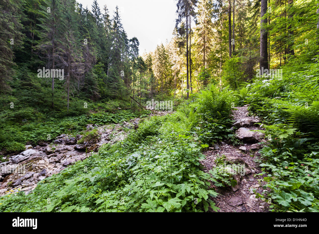 Sentiero (sentiero) in un bosco di faggi e pini Foto Stock