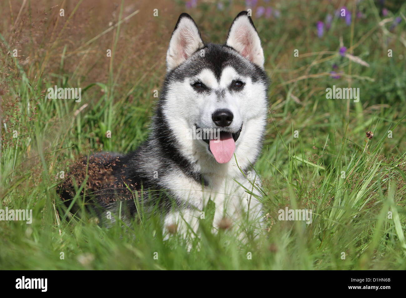 Cane Siberian Husky adulto bianco e nero sdraiati sull'erba Foto Stock