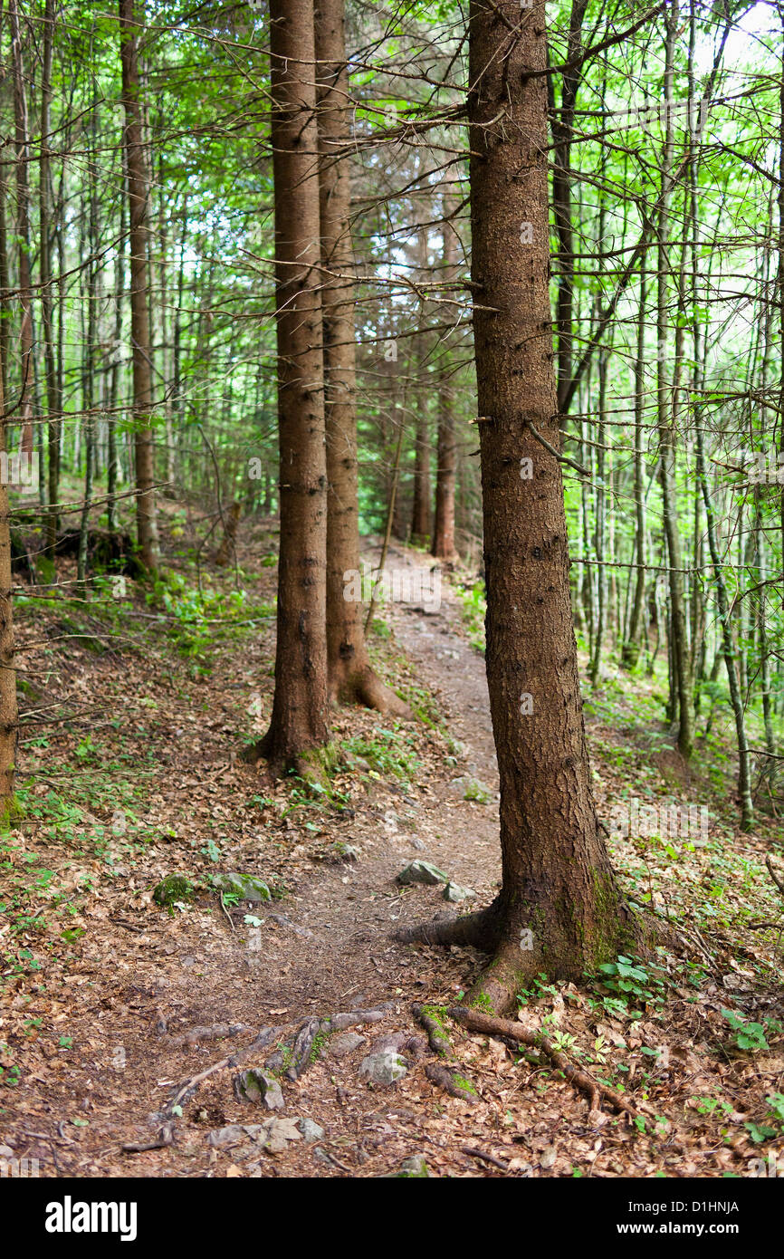 Sentiero (sentiero) in un bosco di faggi e pini Foto Stock
