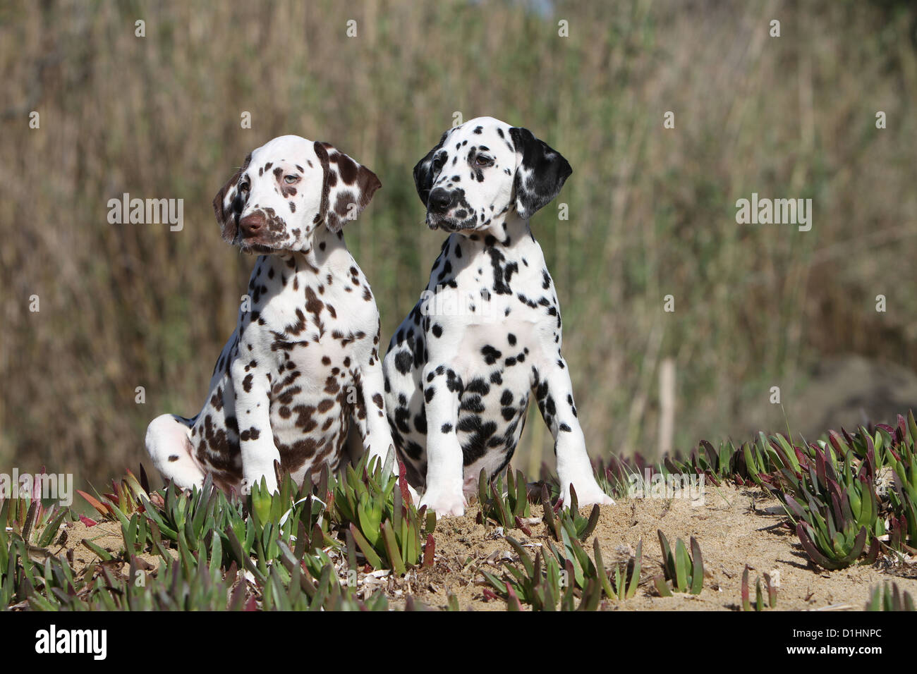 Cane dalmata Dalmatiner / / Dalmatien due cuccioli colori diversi seduto sulla sabbia Foto Stock