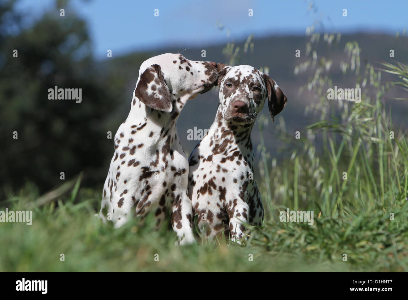 Cane dalmata Dalmatiner / / Dalmatien due cuccioli di peluche Foto Stock