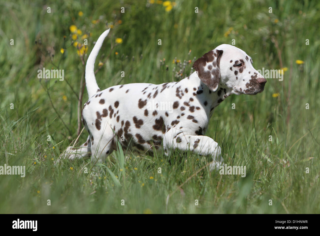 Cane dalmata Dalmatiner / / Dalmatien puppy in esecuzione in un prato Foto Stock