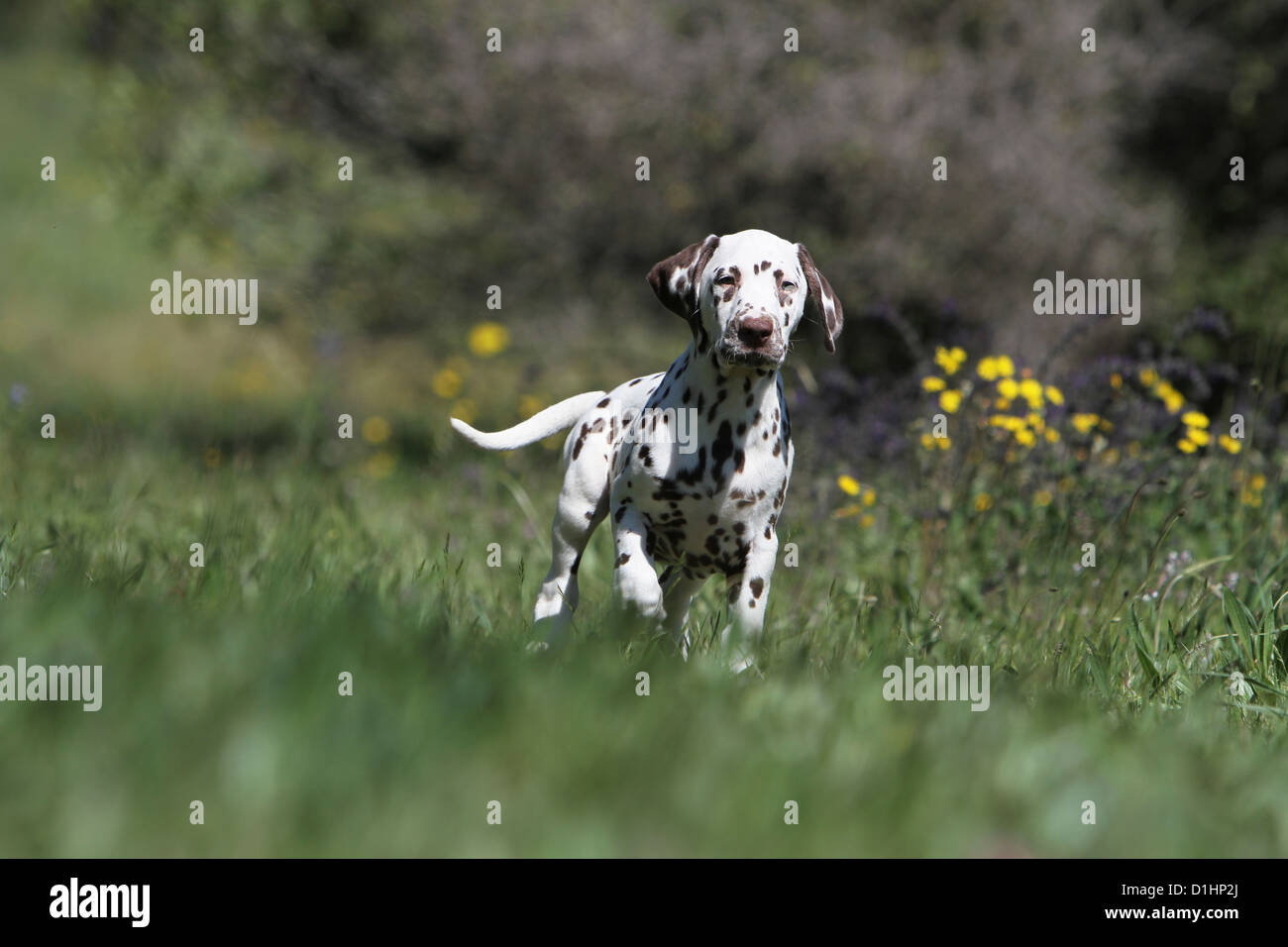 Cane dalmata Dalmatiner / / Dalmatien cucciolo in piedi in un prato Foto Stock