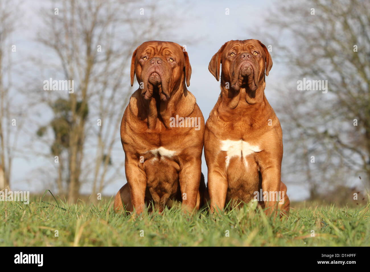 Due cani Dogue de Bordeaux / Bordeaux Mastiff adulti seduti nel prato Foto Stock