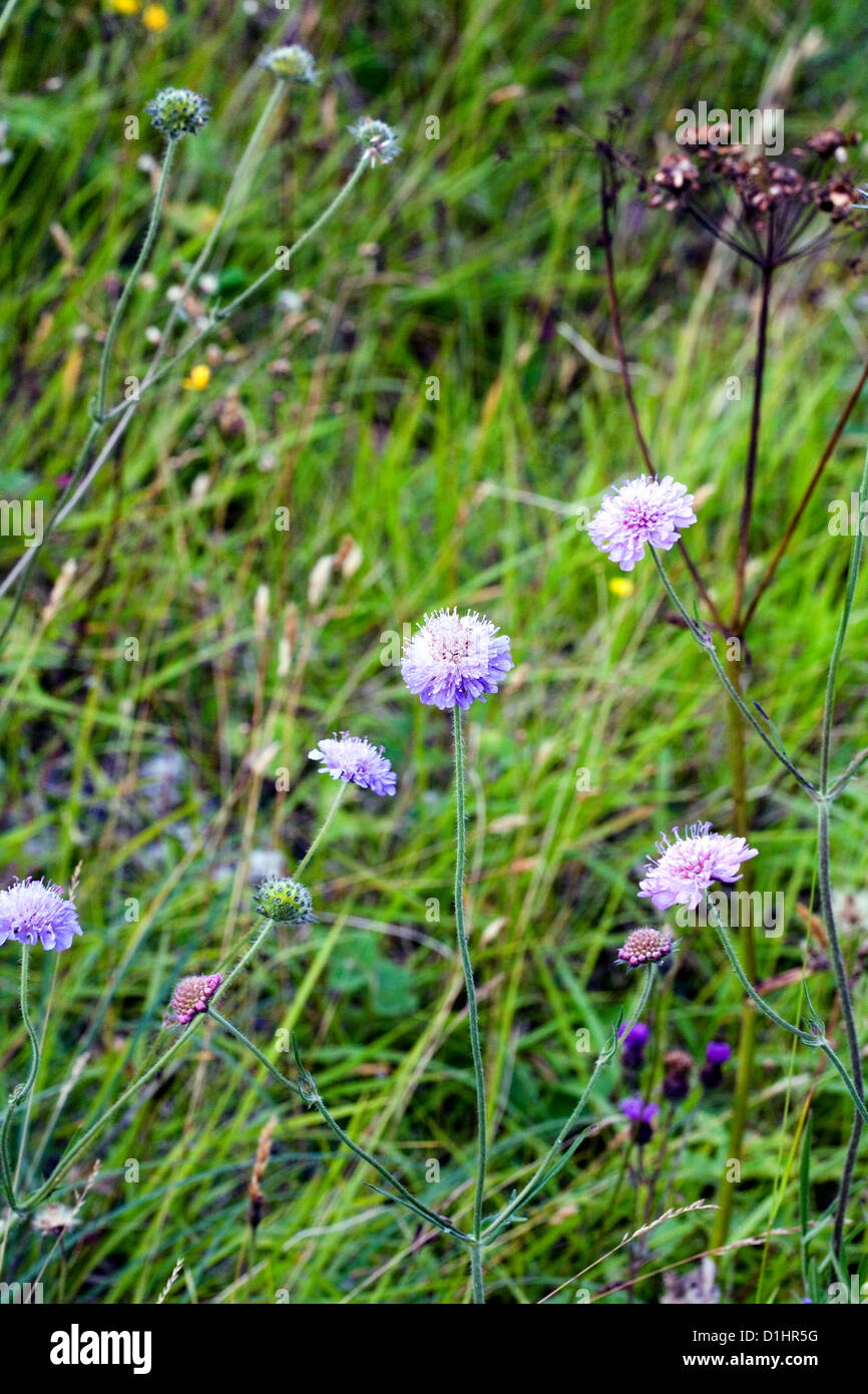 Campo Scabious crescendo in un secco Valle Gesso vicino Fridaythorpe Yorkshire Wolds Yorkshire Wolds Foto Stock