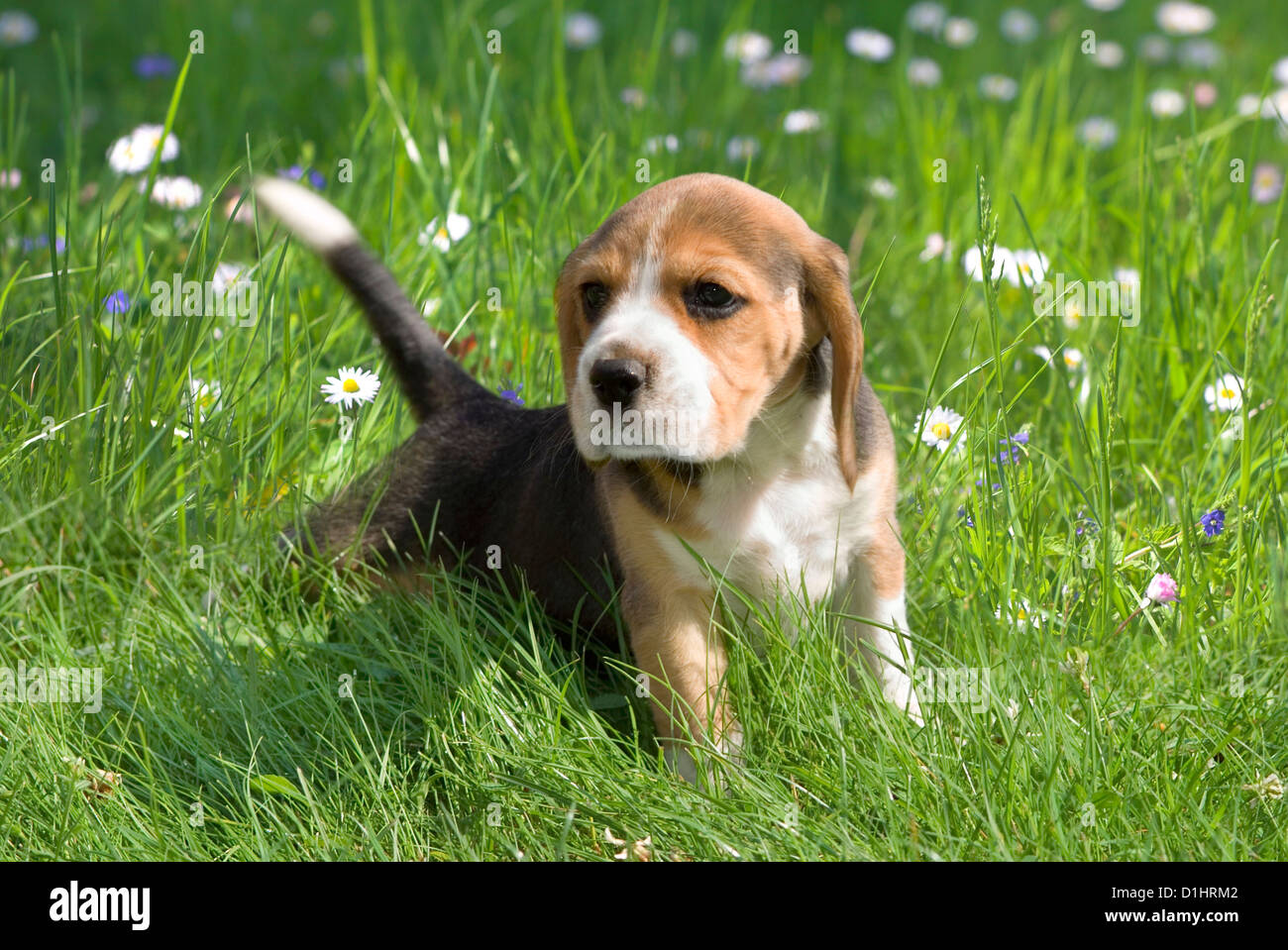 Cucciolo di Beagle in giardino Foto Stock