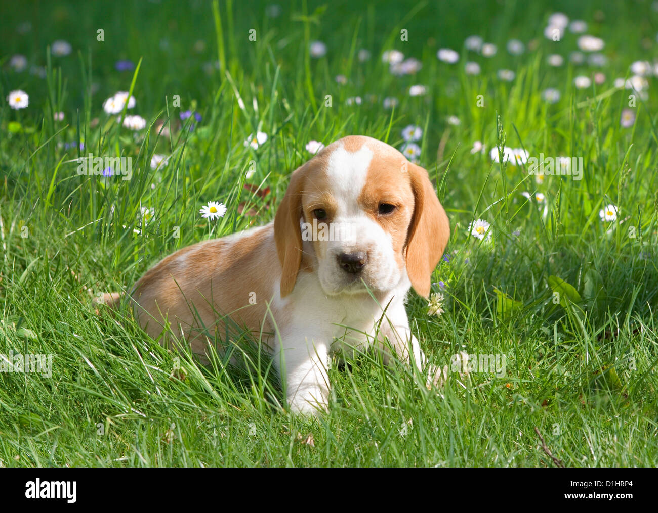 Cucciolo di Beagle in giardino Foto Stock