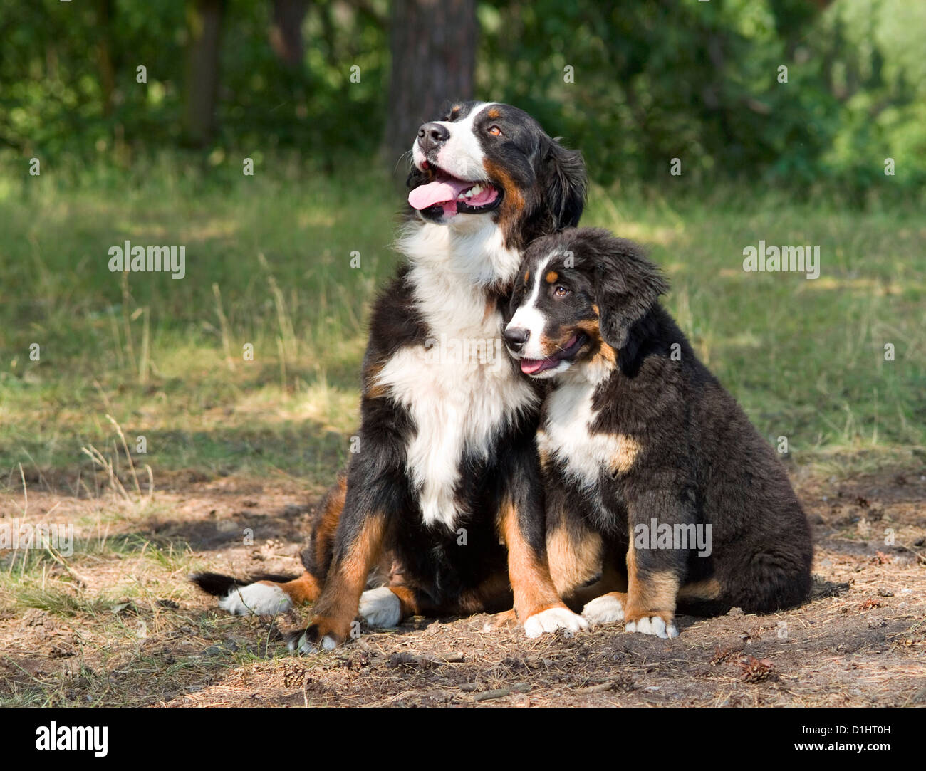 Outdoor ritratto del Bernese cani di montagna Foto Stock