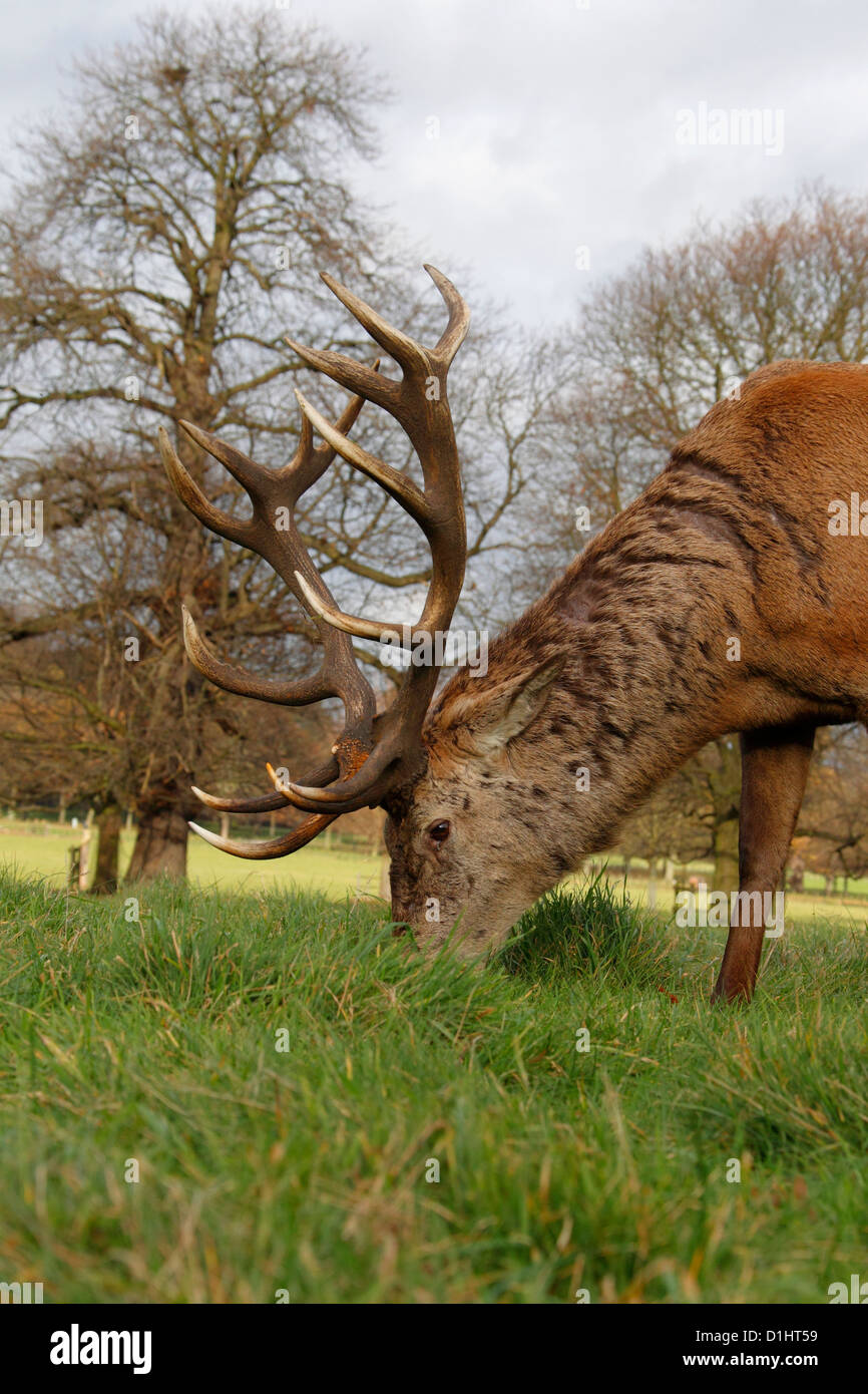 Europa occidentale il cervo rosso cervo ( Cervus Elaphus ) wollaton Park Nottingham Foto Stock