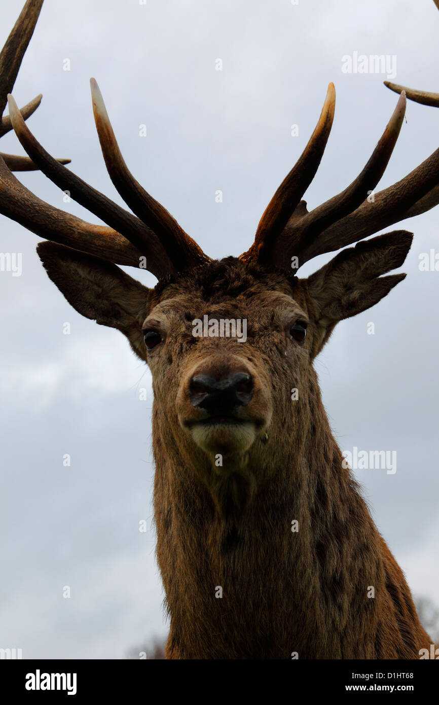 Europa occidentale il cervo rosso cervo ( Cervus Elaphus ) wollaton Park Nottingham Foto Stock