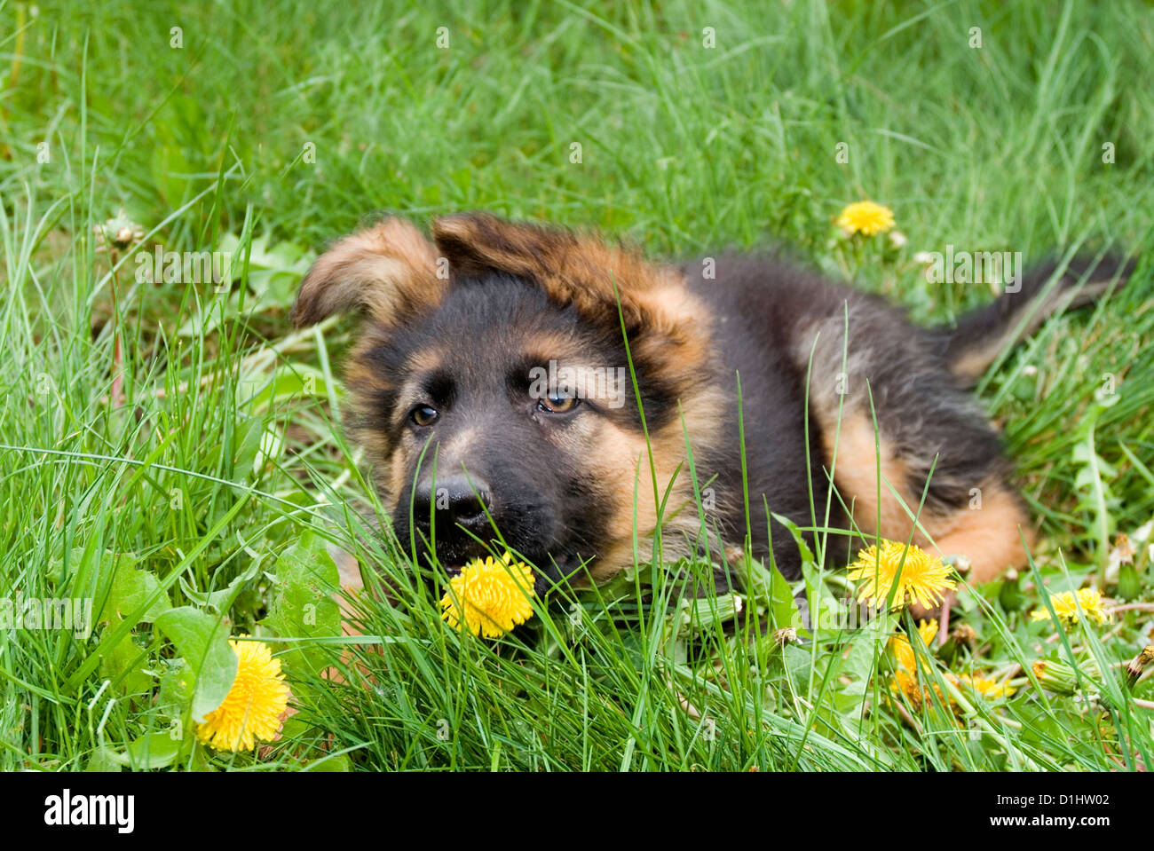 Giovane cane alsaziano in erba Foto Stock