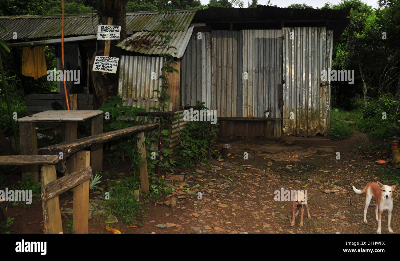 2 cani marrone in piedi anteriore del suolo " stagno shack' agriturismo, Sette sorelle Waterfall Trail, Grand Etang foresta, Grenada, West Indies Foto Stock