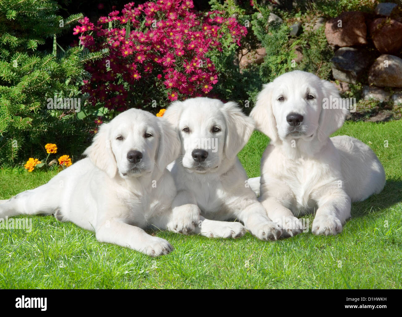 Outdoor ritratto di tre Golden Retriever cani in giardino Foto Stock
