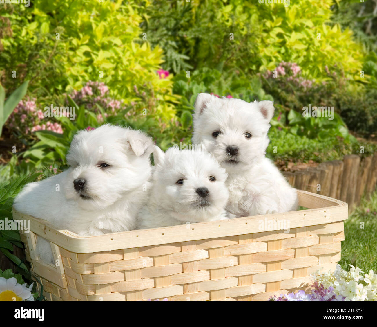 Tre West Highland White Terrier cani in giardino Foto Stock