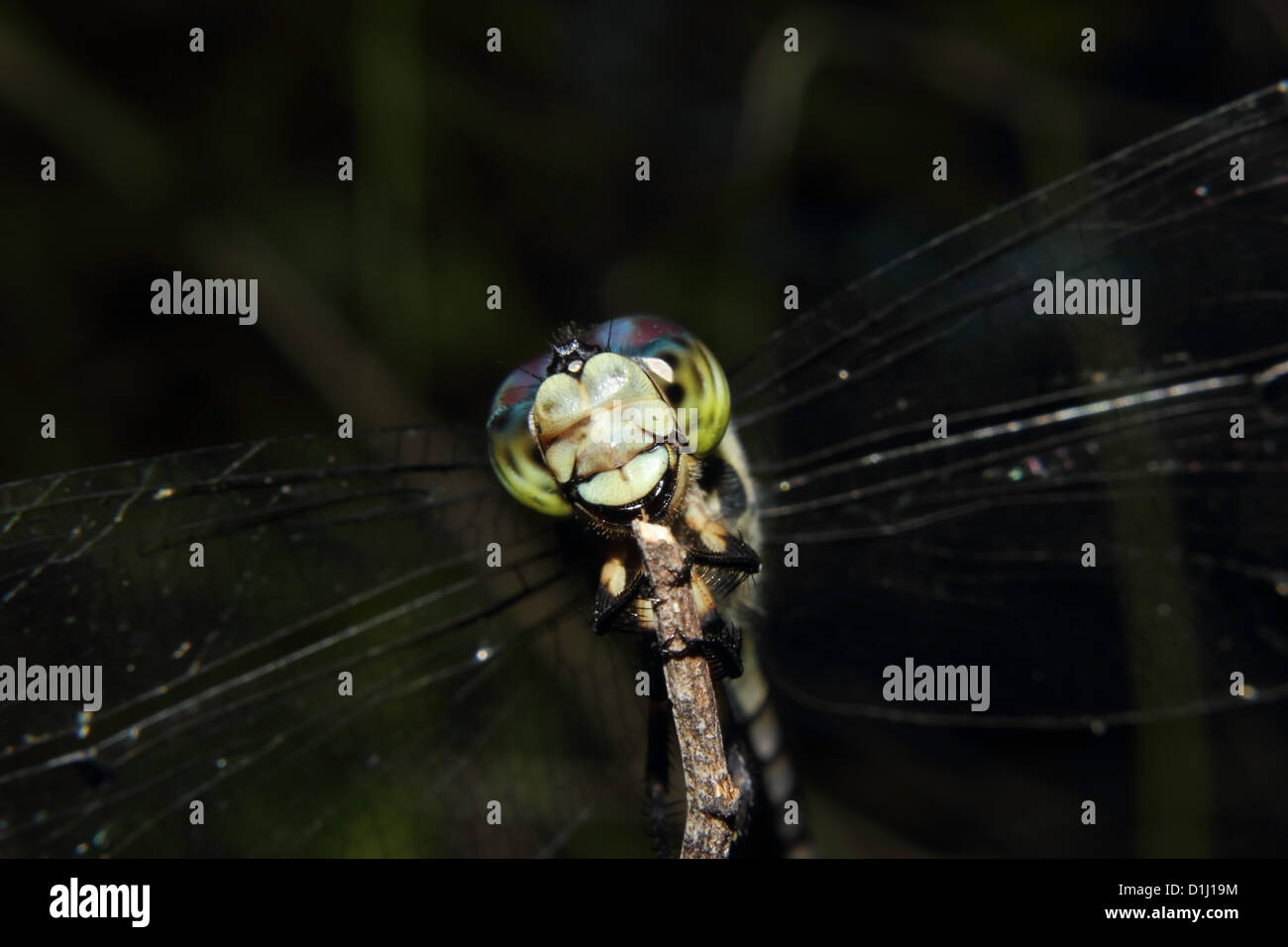 Un bel blu dragonfly appollaiato su un ramo Foto Stock