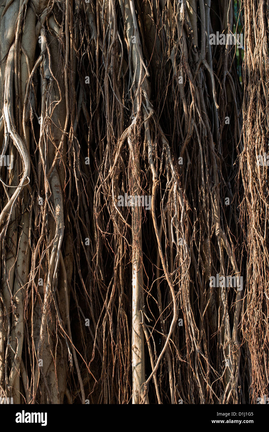 Ficus Benghalensis. Puntello di antenna di radici di un indiano banyan tree Foto Stock