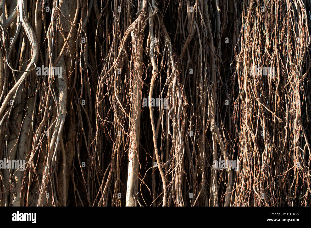Ficus Benghalensis. Puntello di antenna di radici di un indiano banyan tree Foto Stock