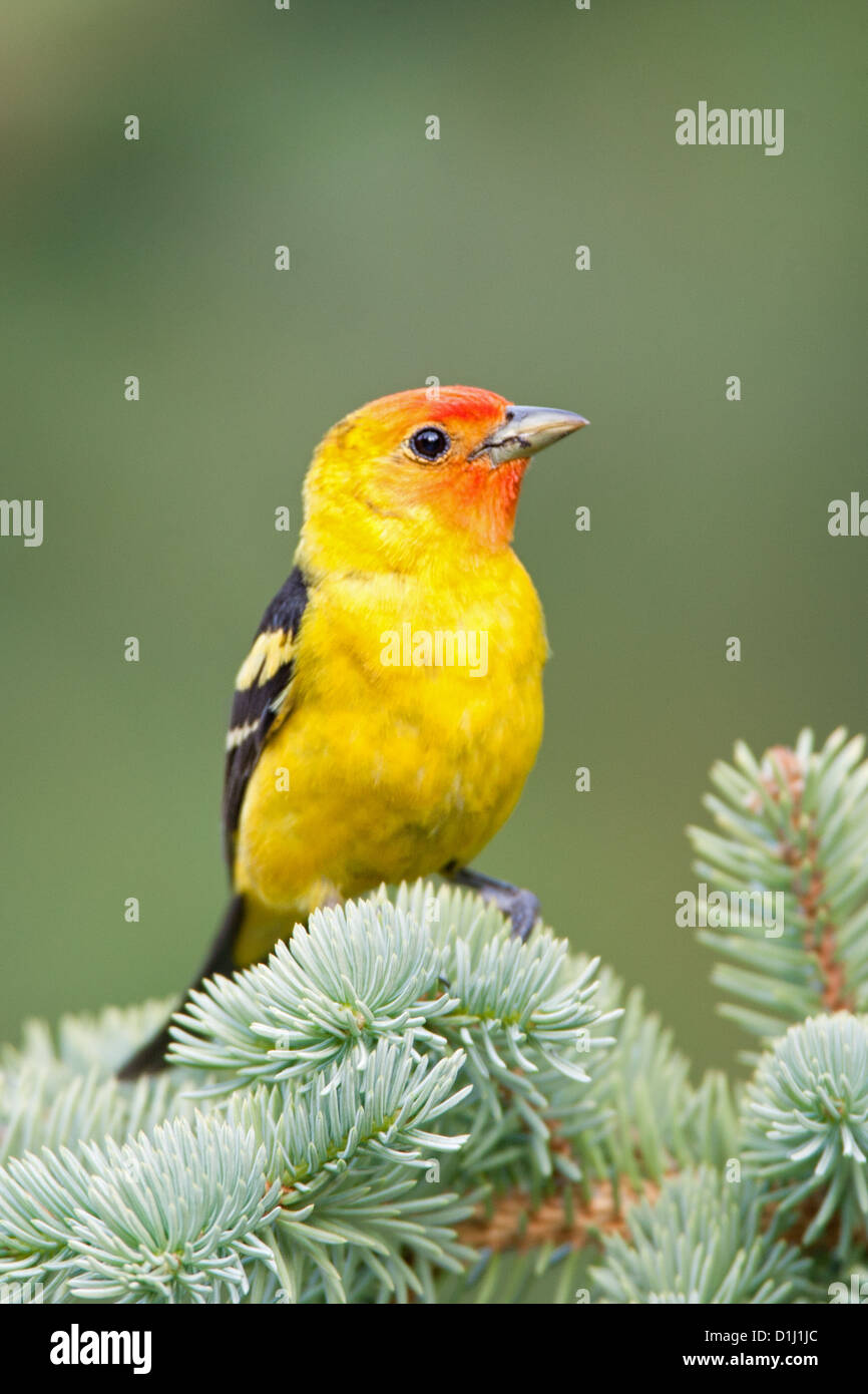 Western Tanager arroccato in Spruce uccelli songbird songbirds Ornitologia Scienza natura natura natura ambiente tanagers Foto Stock