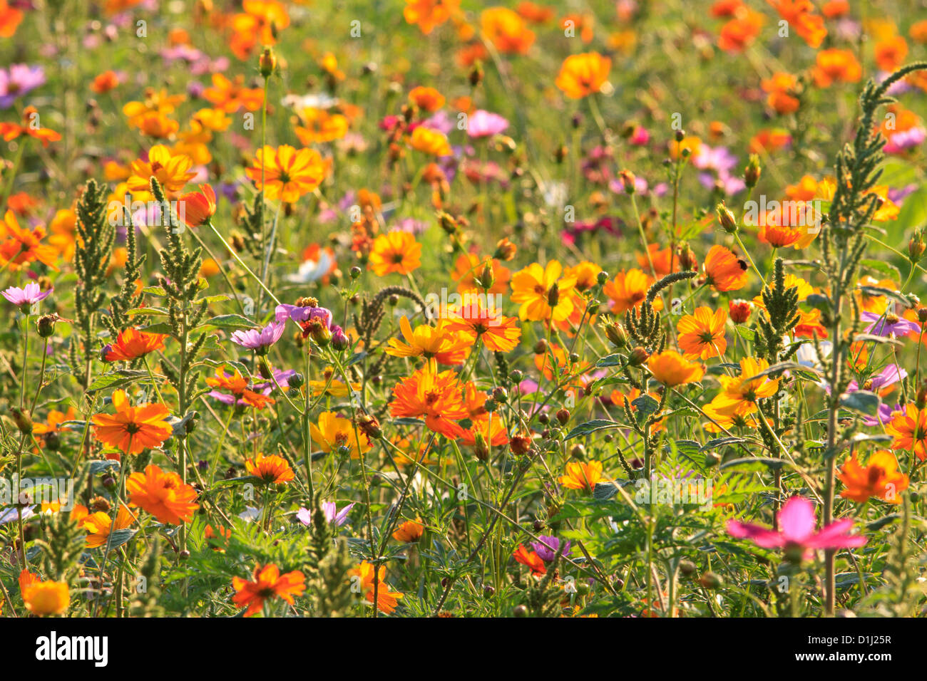 Campo di fiori Foto Stock