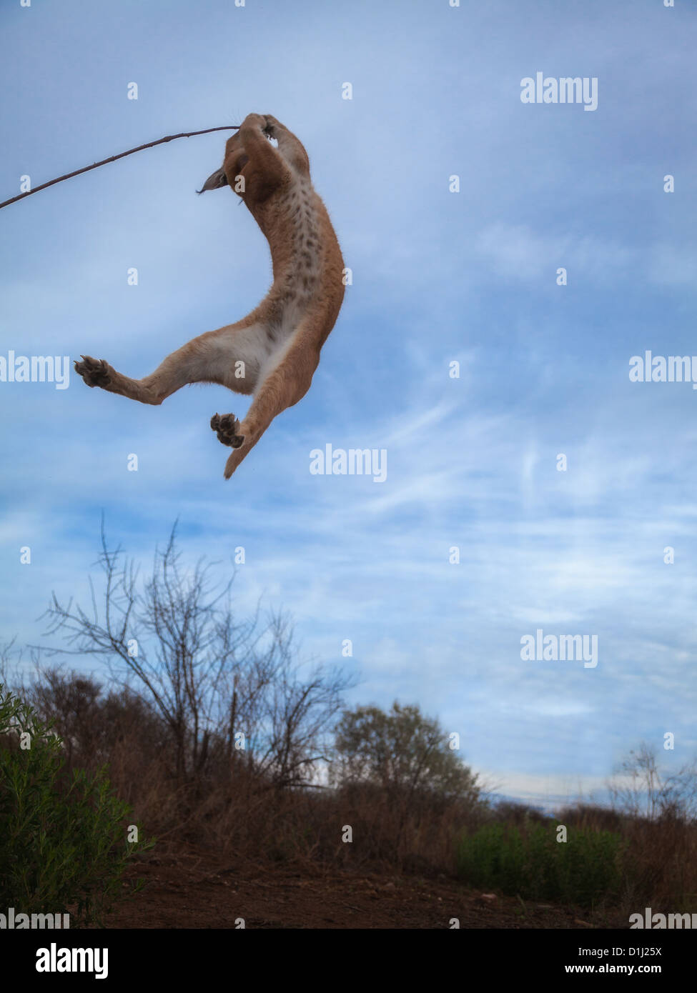 Caracaol (LYNX) saltando a prendere un pezzo di cibo Foto Stock