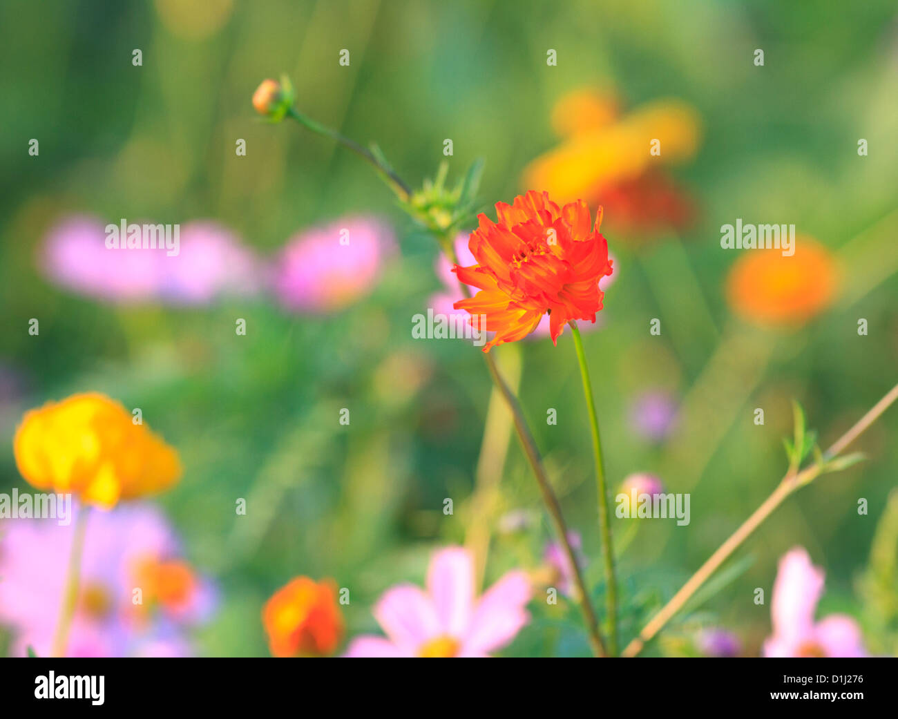 Campo di fiori Foto Stock