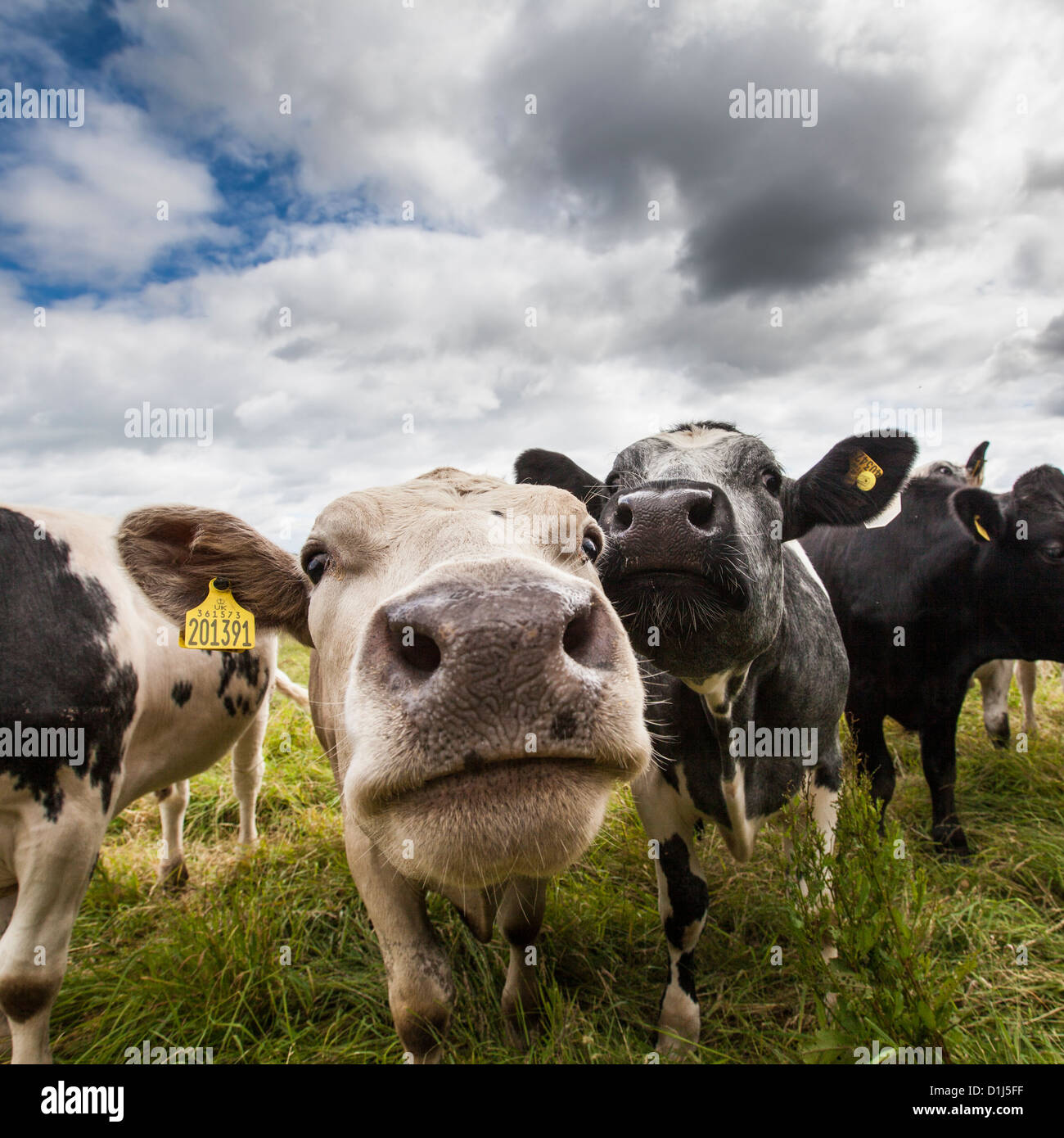 Primo piano di un gregge di vacche curiose Foto Stock