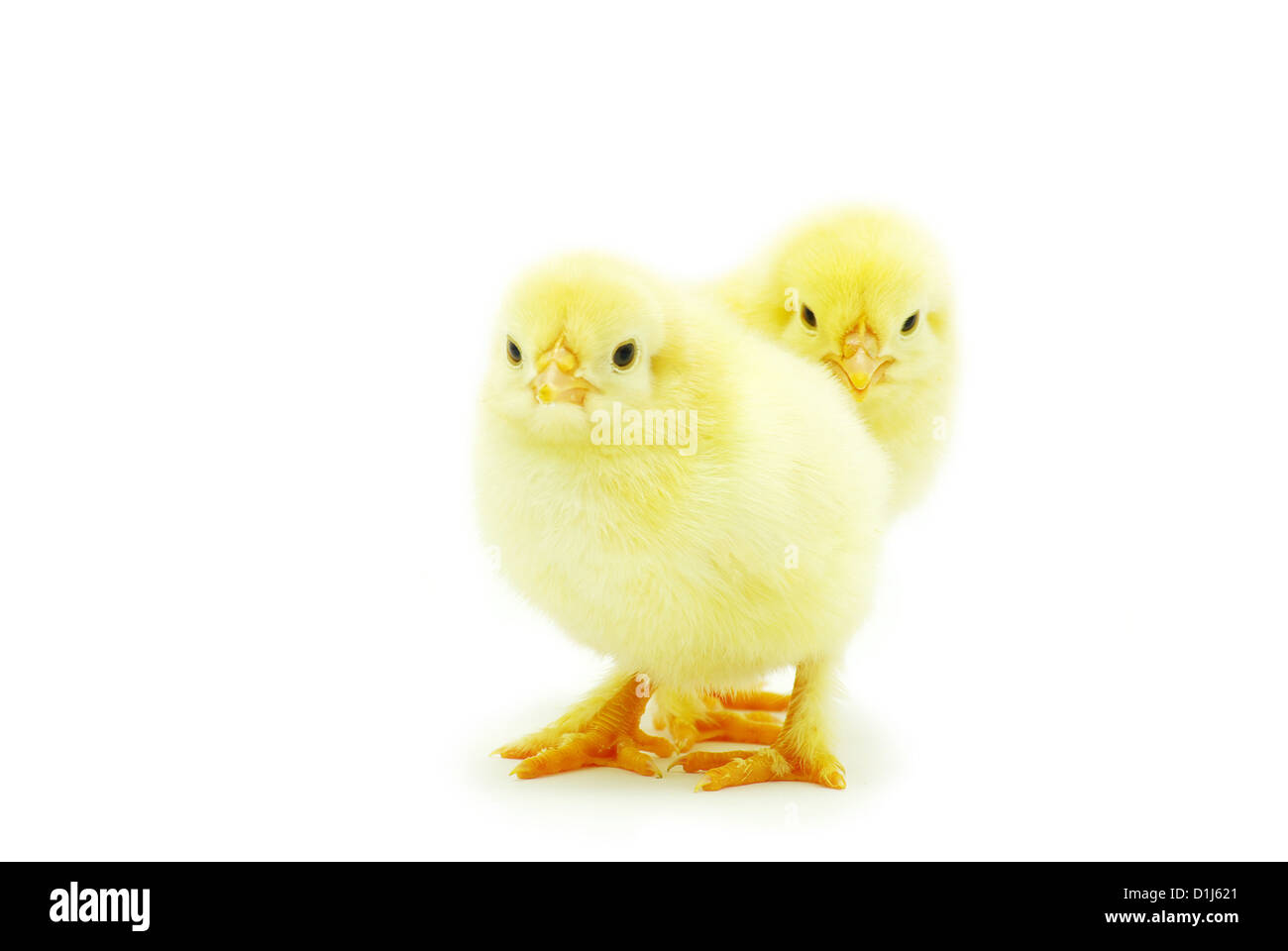 Piccolo Grazioso baby chicken isolato su sfondo bianco Foto Stock