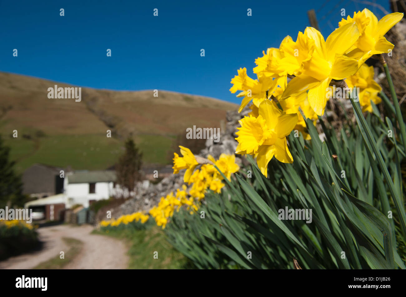 White cottage di campagna in primavera con i narcisi in piena fioritura lungo il laneside. Cumbria, Inghilterra Foto Stock