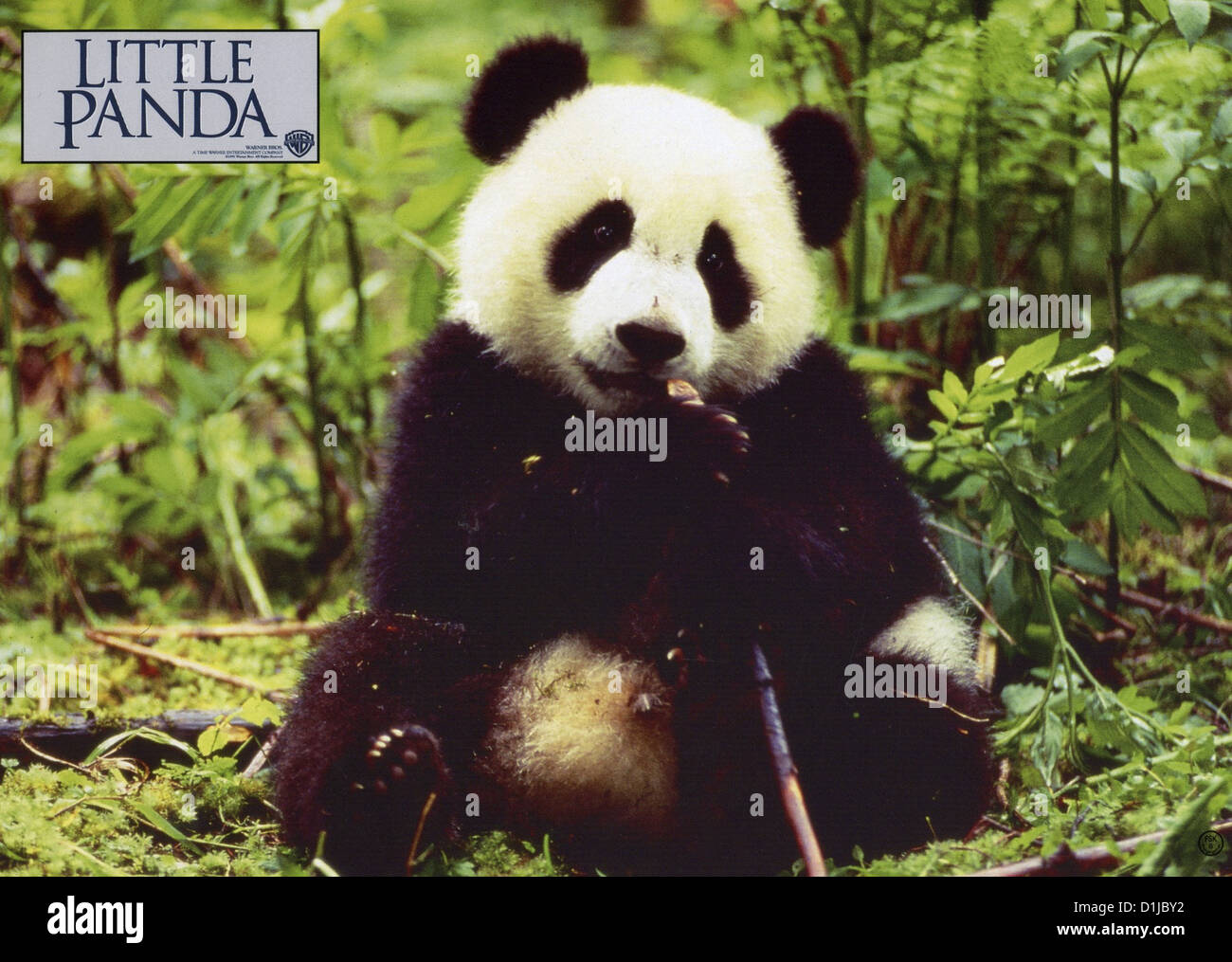 Piccolo Panda Panda incredibile avventura, il Szenenbild Warner Brothers Foto Stock