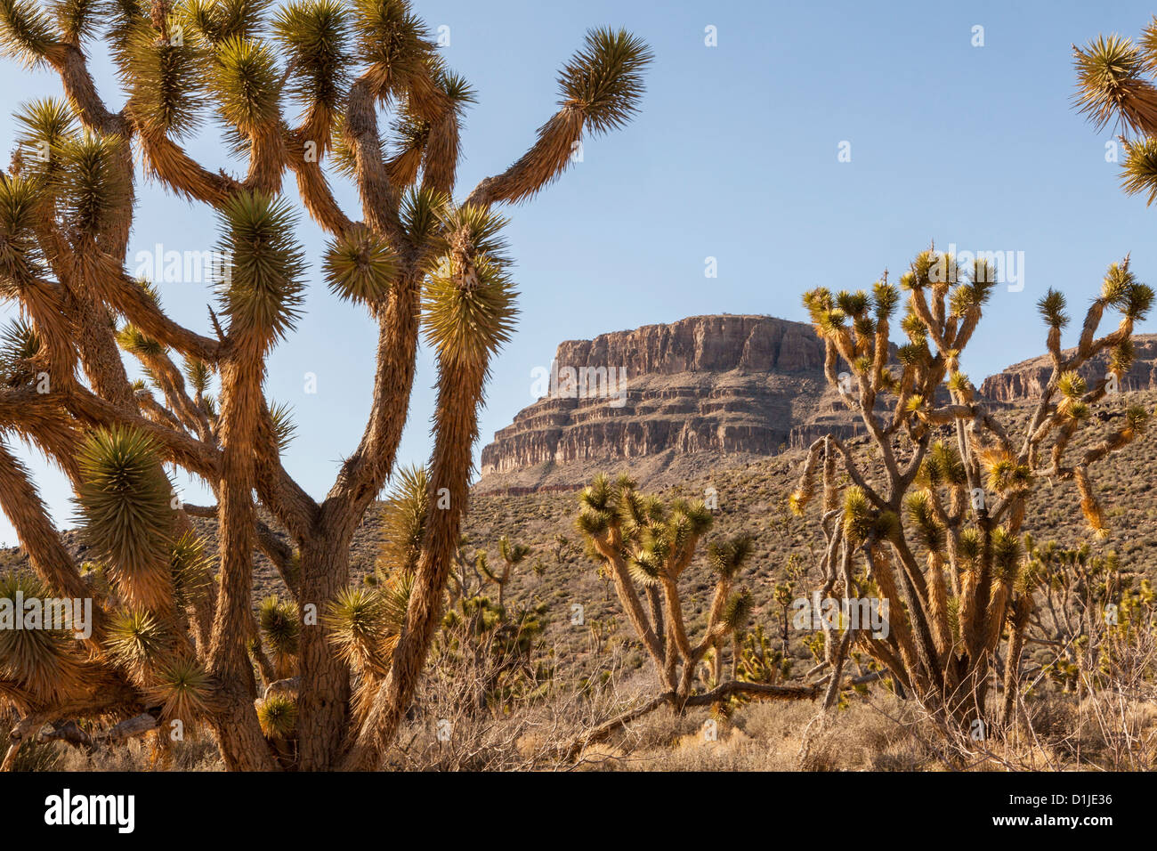 Yucca e cactus nel deserto Nazione Hualapai prenotazione, AZ. Foto Stock