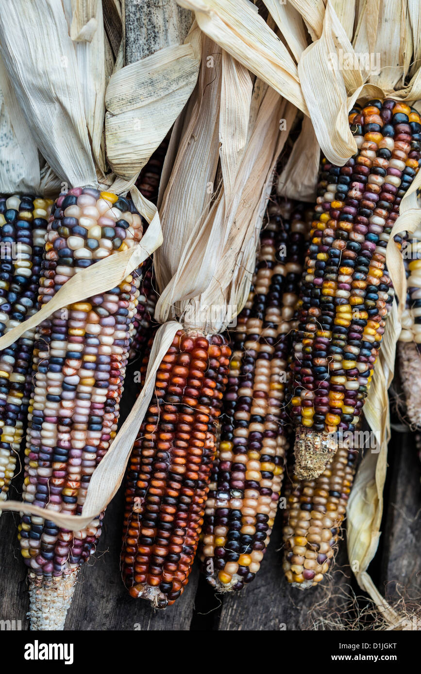 Selce, mais (Zea mays indurata; anche noto nella maggior parte dei paesi come mais Indiano o talvolta calico mais) Foto Stock