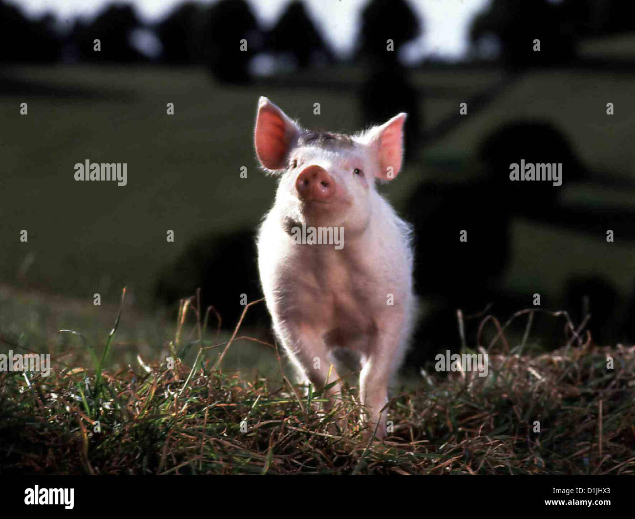 Ein Schweinchen nomi Babe Babe Babe Ferkel Babe erkundet den Bauernhof, sein neues zuhause. Hier trifft er, unter vielen Foto Stock