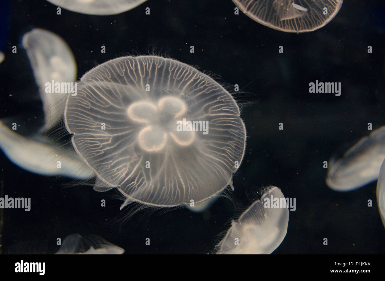 Meduse, aurelia aurita, nuoto in un serbatoio di acqua Foto Stock