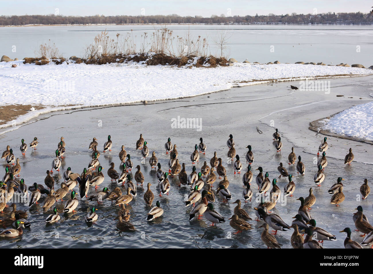 Un folto gruppo di anatre sulle sponde di un lago in inverno a Minneapolis. Foto Stock