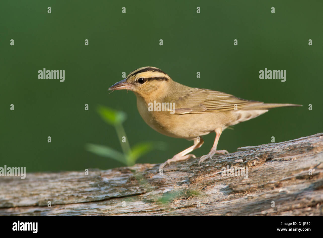 Verme-eating Warbler uccelli songbird songbirds Ornitologia Scienza natura natura natura ambiente Warblers Foto Stock