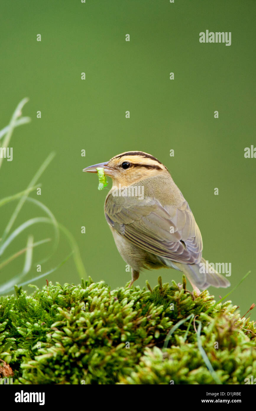 Verme-eating Warbler con verme su log muschio-coperto uccelli songbird songbirds Ornitologia Scienza natura natura natura ambiente verricelli verticali Foto Stock