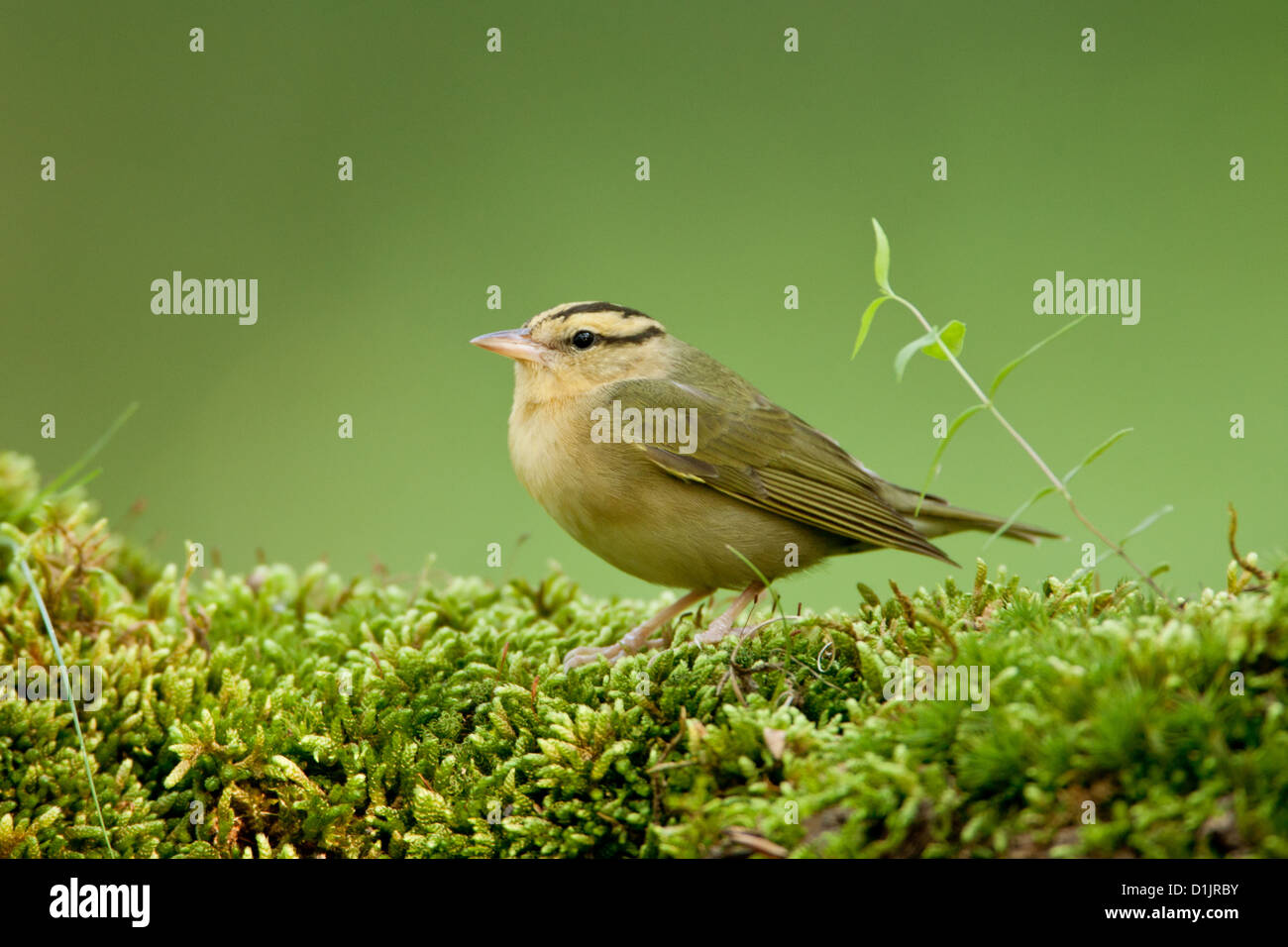 Verme-eating Warbler su muschio covered log uccelli songbird songbirds Ornitologia Scienza natura natura natura ambiente Warblers Foto Stock