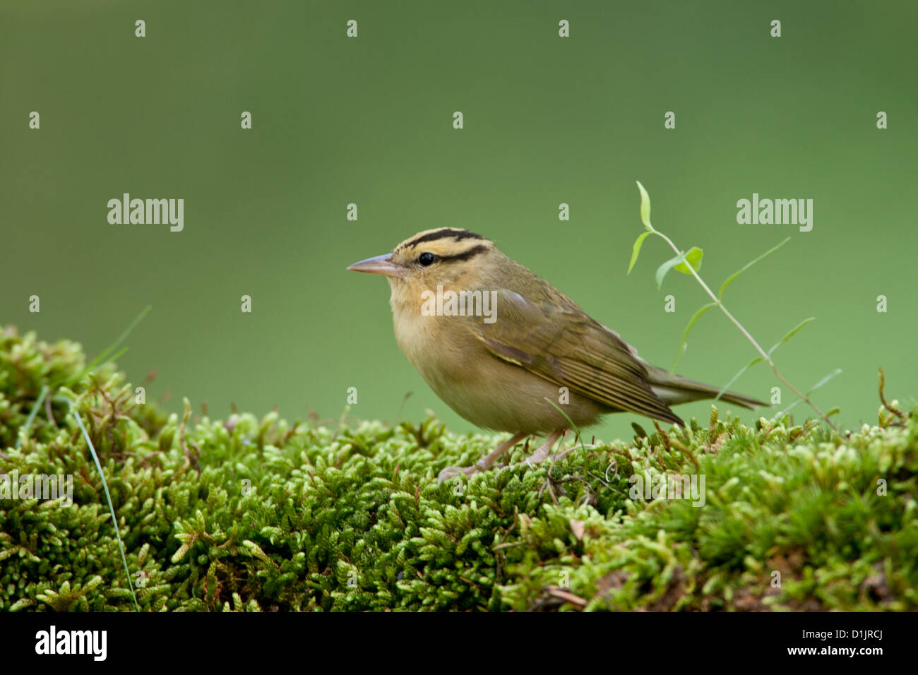 Verme-eating Warbler su muschio covered log uccelli songbird songbirds Ornitologia Scienza natura natura natura ambiente Warblers Foto Stock
