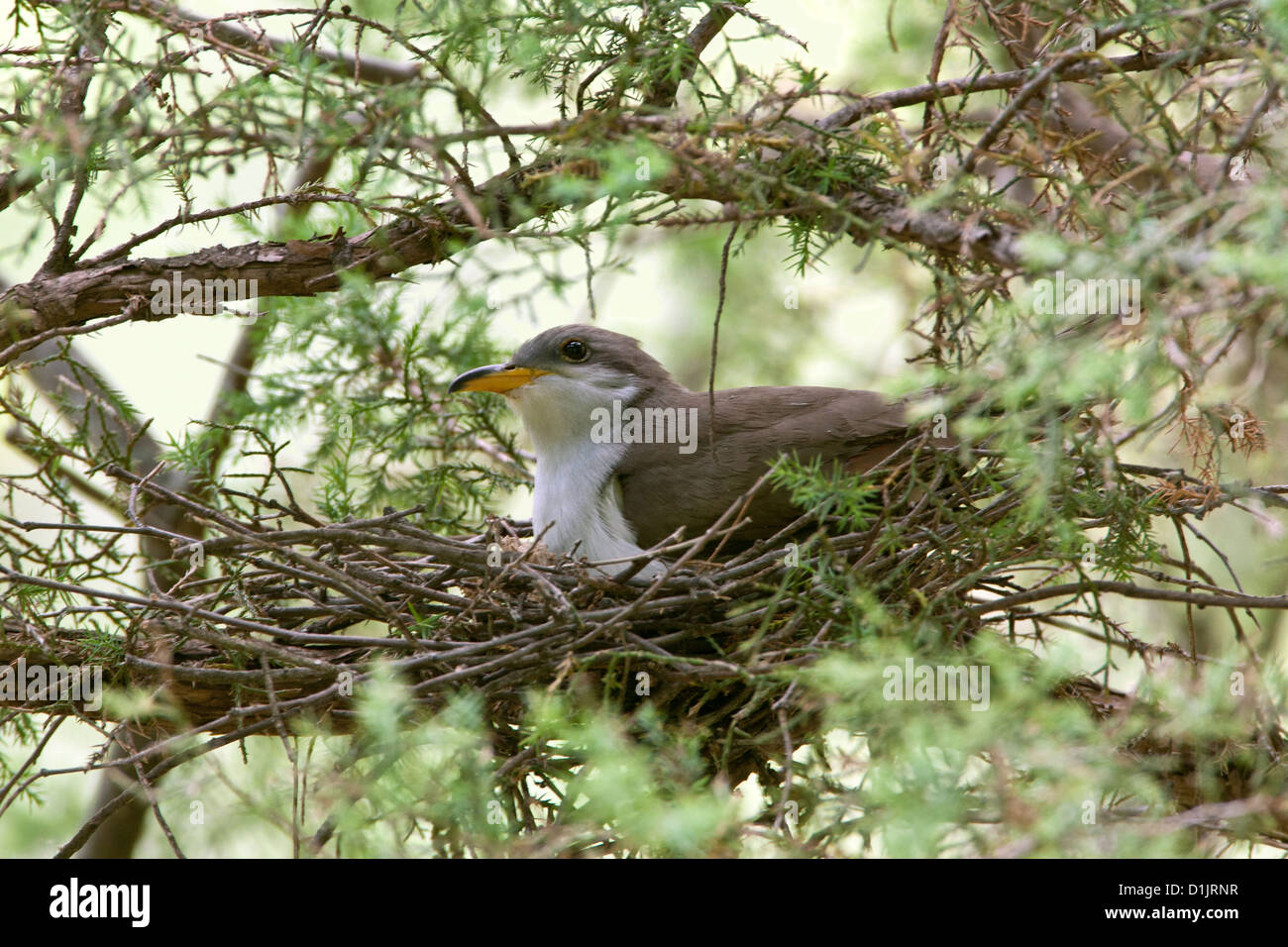 Cucucuculo giallo sul nido uccello nido nidi uccelli songbird songbirds Ornithology Scienza natura natura ambiente cucucukoos Foto Stock