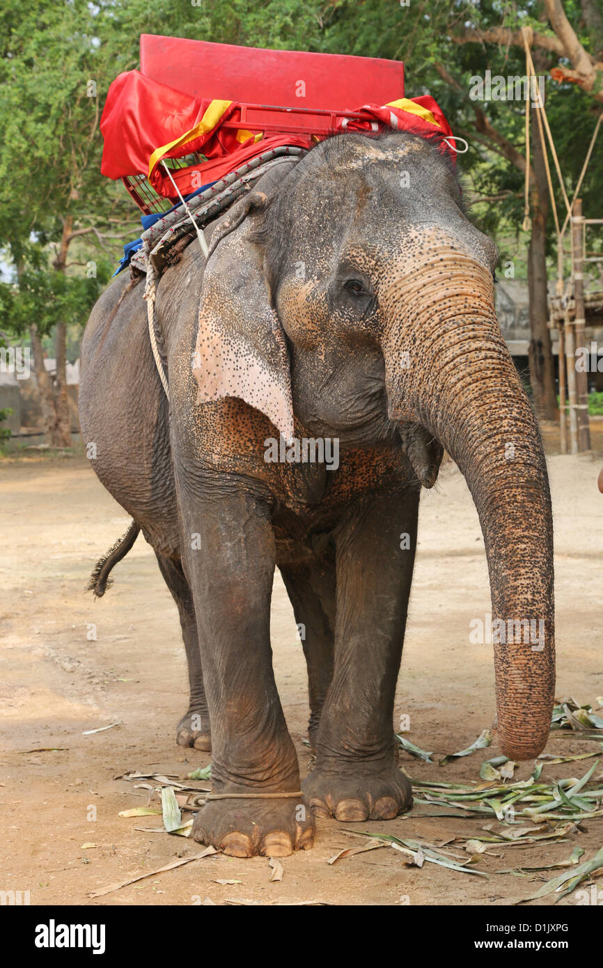 Tour di elefante in Pattaya, Thailandia Foto Stock