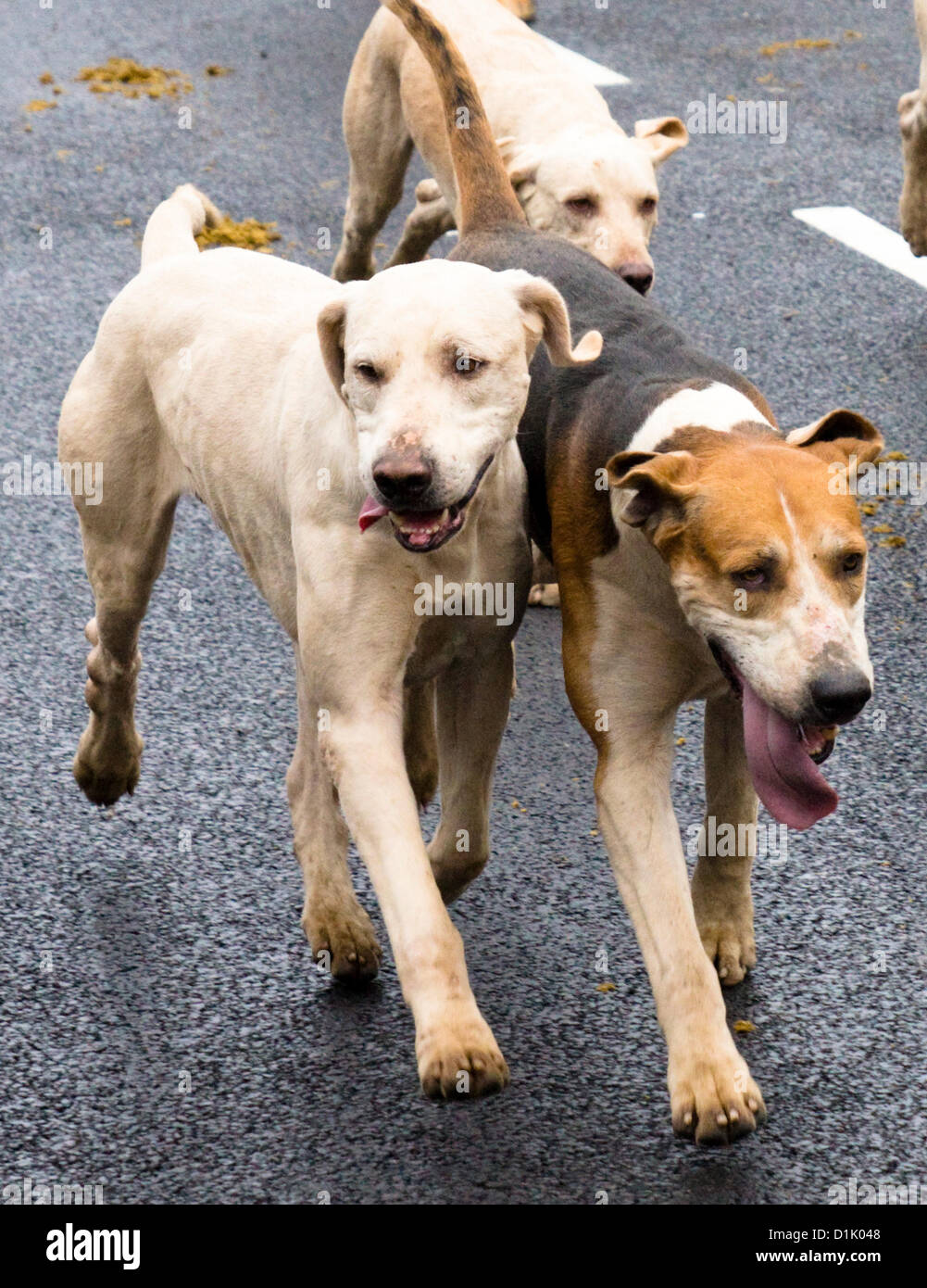 Il giorno dopo Natale, 26 dicembre 2012 il Berkeley Hunt corsa attraverso il centro della città di Thornbury nel Gloucestershire. Molti membri del pubblico si è rivelato in tempo freddo per sostenere questo evento festivo. Credito: JMF News / Alamy Live News Foto Stock