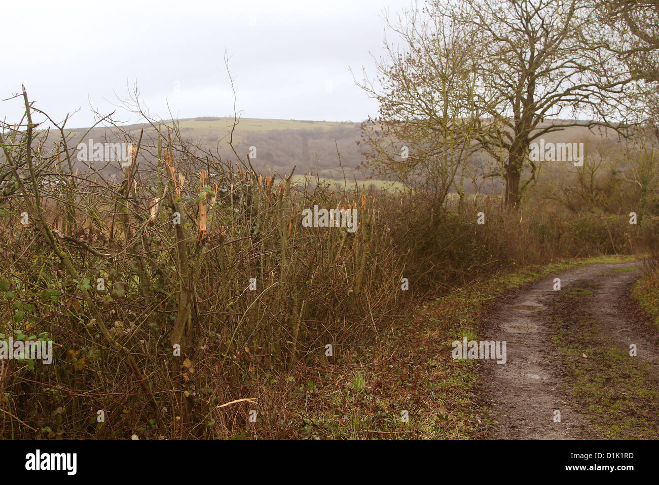 Recentemente tagliati hedge riga che mostra shredded estremità dei rami, su uno stretto vicolo del paese vicino a Axbridge, Somerset, Inghilterra, Dic 2012 Foto Stock