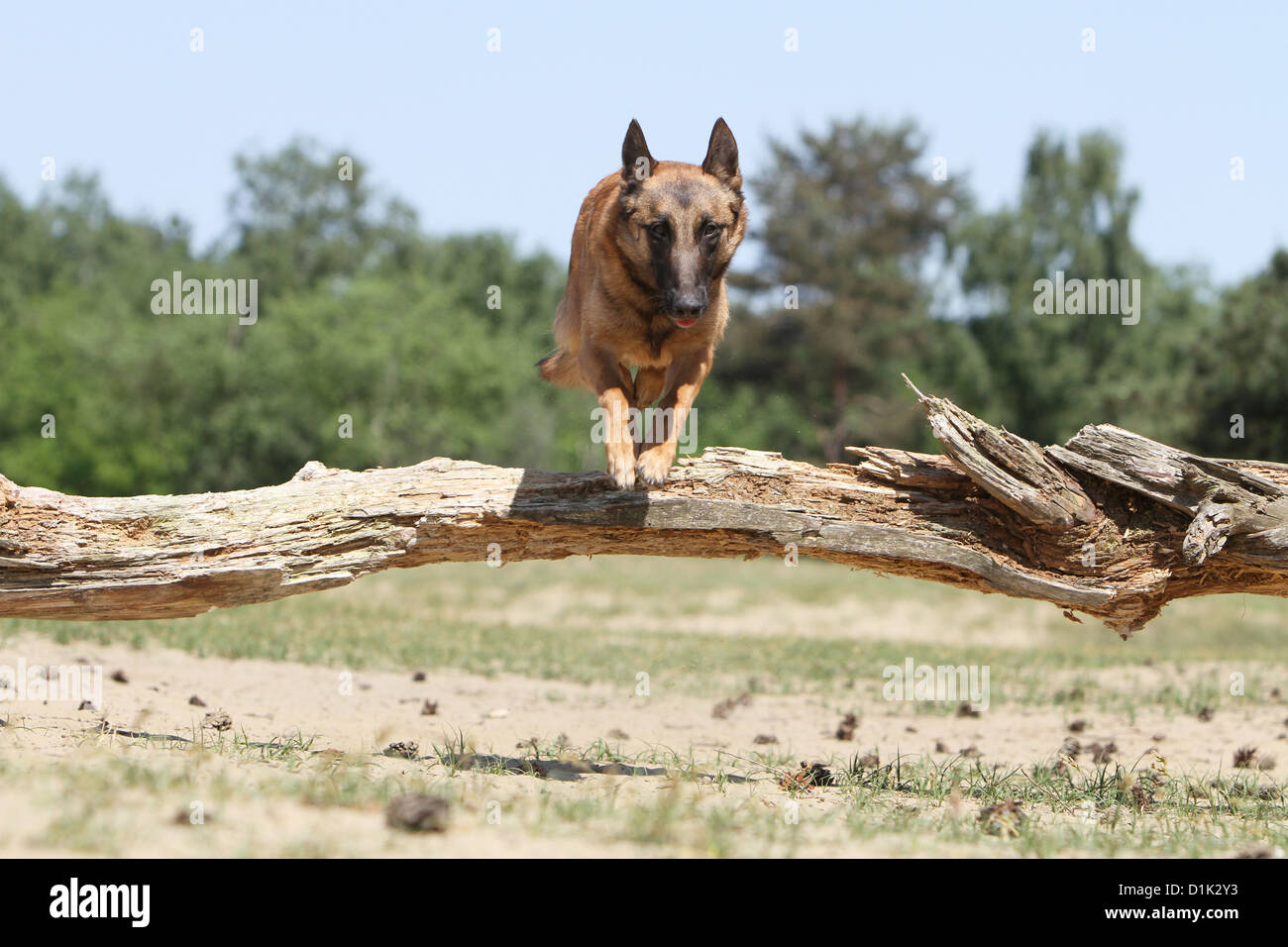 Cane pastore belga Malinois adulto saltando su un tronco di albero Foto Stock