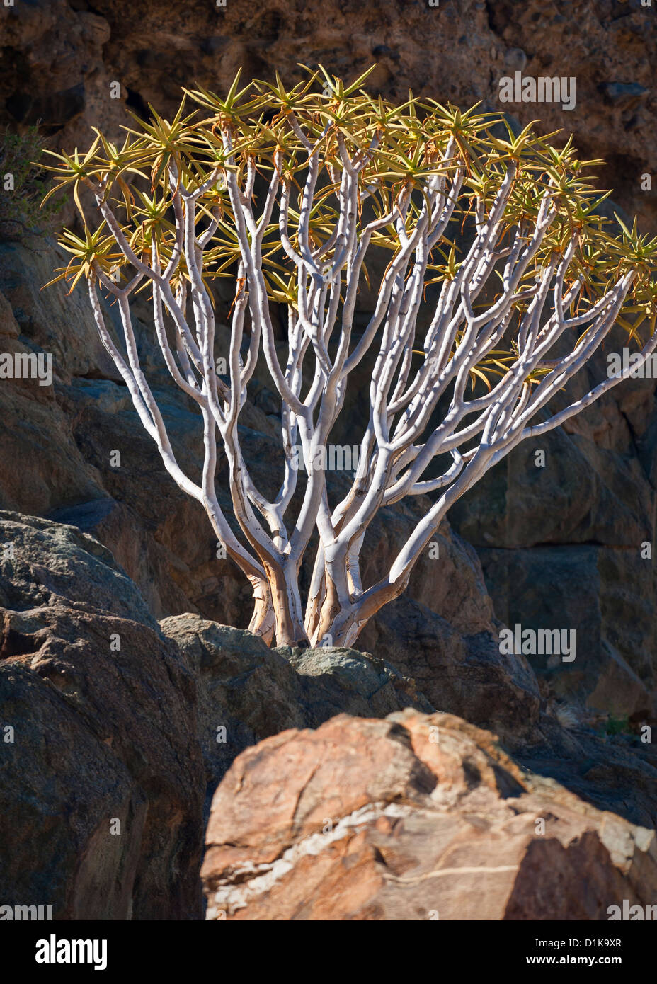 Aloe dichotoma, noto anche come Quiver tree o Kocurboom sulla scogliera di roccia che fiancheggiano il fiume Orange in intelligenza artificiale di Richtersveld Ais Parco transfrontaliero della Namibia Foto Stock