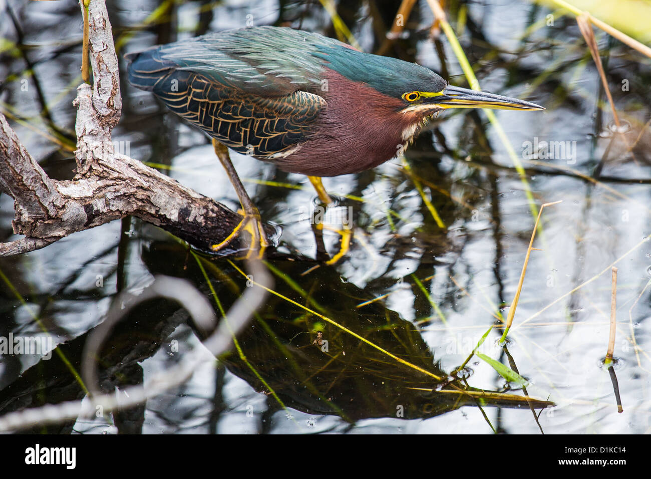 Airone verde (Butorides virescens), Florida Everglades National Park Foto Stock