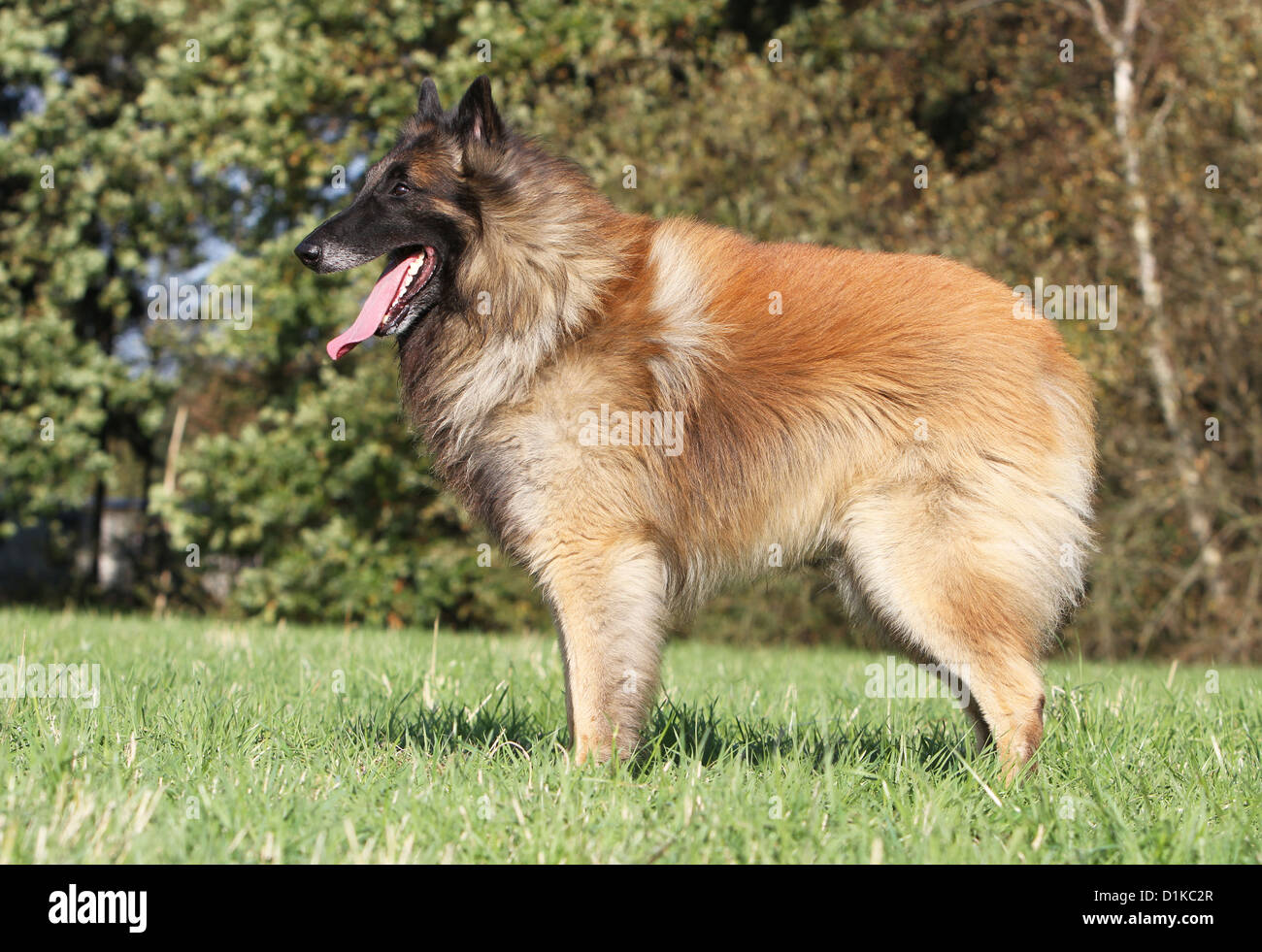 Tervuren belga: Il cane da pastore intelligente ed elegante
