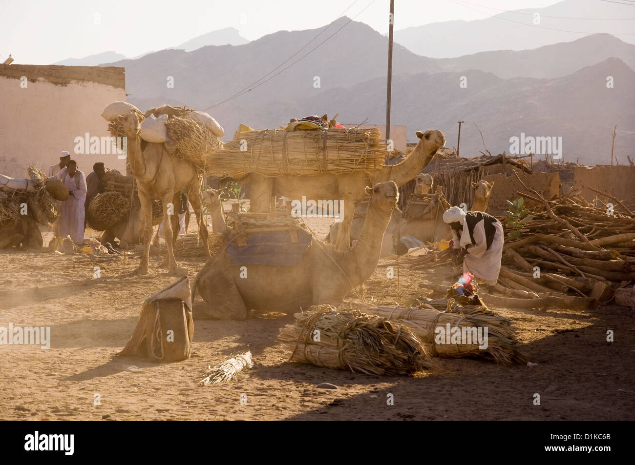 Gli operatori la preparazione per i loro lunghi viaggi attraverso il nord regione arida dell Eritrea, Rikeb village. Foto Stock